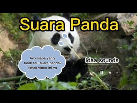 suara panda